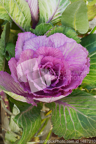 Image of Head of ornamental cabbage with purple and green leaves