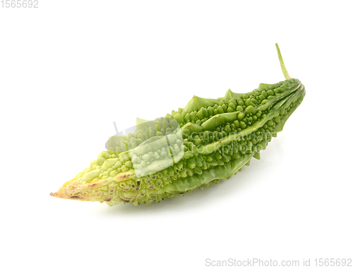 Image of Green bitter melon fruit, harvested when ripe