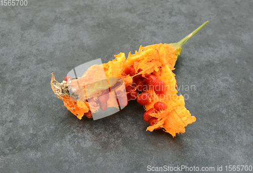 Image of Sticky red seeds revealed inside an overripe orange bitter gourd