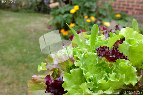 Image of Lush green and red mixed lettuce leaves ready to eat
