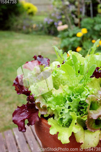 Image of Fresh salad leaves, mixed lettuce plants in a garden