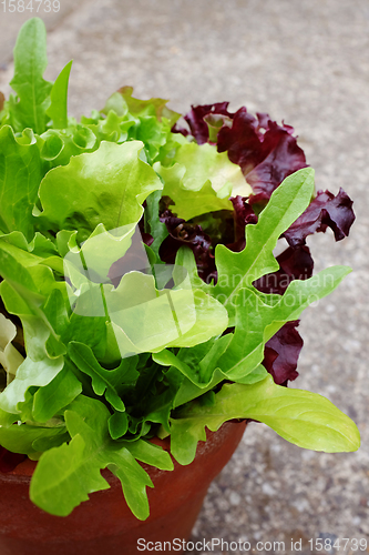 Image of Close-up of mixed salad leaves growing in terracotta pot 