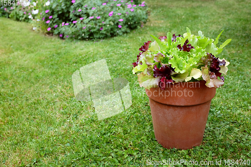 Image of Flower pot of mixed lettuce plants, red and green salad leaves