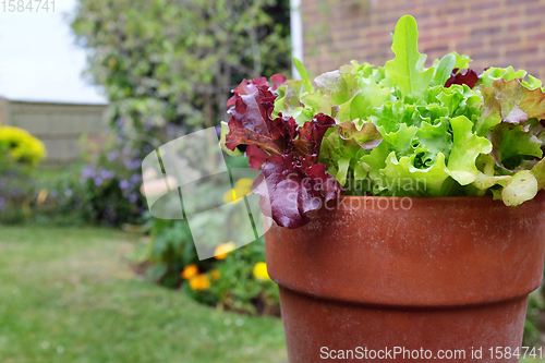 Image of Mixed red and green salad leaves growing in a flower pot