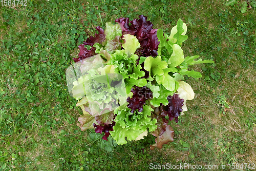 Image of Fresh mixed lettuce plants with red and green salad leaves