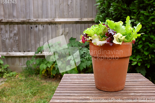 Image of Terracotta pot planted with mixed salad leaves, on a table