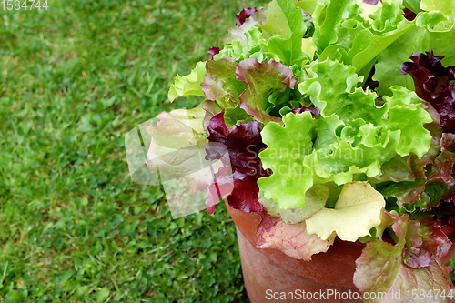 Image of Flower pot full of mixed lettuce plants on grass