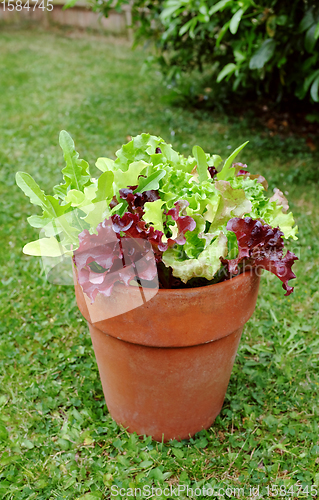 Image of Terracotta pot with mixed salad, leaf lettuce plants 