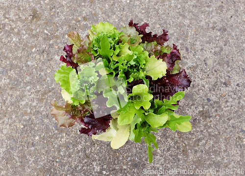 Image of Lush mixed lettuce plants with green and red salad leaves 