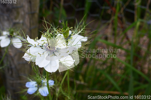 Image of Delicate white nigella flower, Love in a Mist