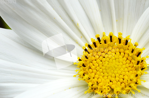 Image of Delicate white cosmos flower with yellow stamen