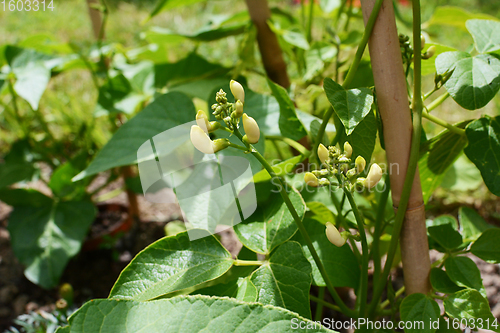 Image of White flower buds of a Wey runner bean plant