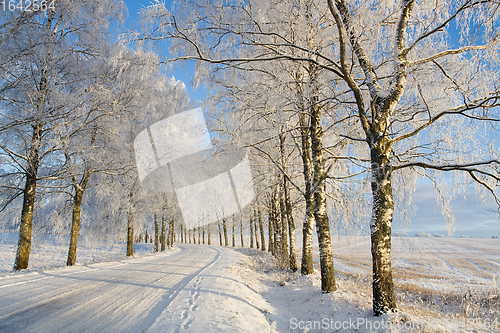 Image of Frost covered birch tree