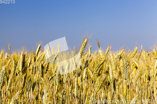 Image of agricultural field, cereals