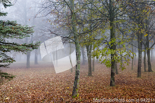 Image of dark autumn forest