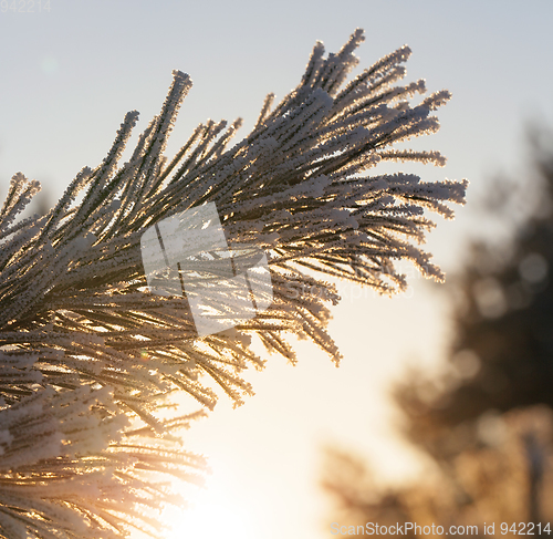 Image of Snow-covered tree