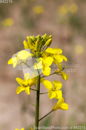 Image of Rape flower in spring