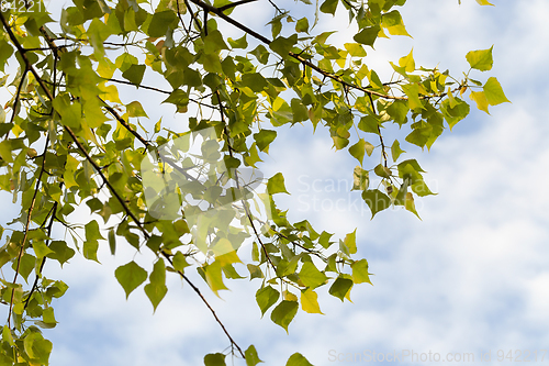 Image of Birch leaves