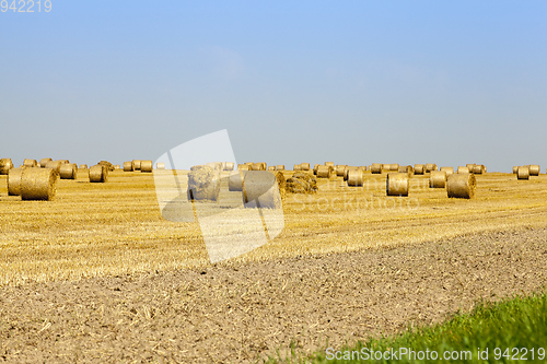 Image of Golden Hay Bales