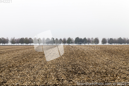 Image of Cut the stalks of corn in the autumn