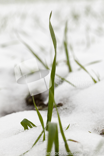 Image of Winter time of the year