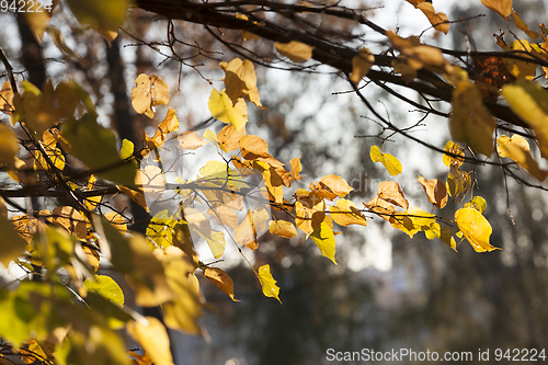 Image of Autumn in the forest