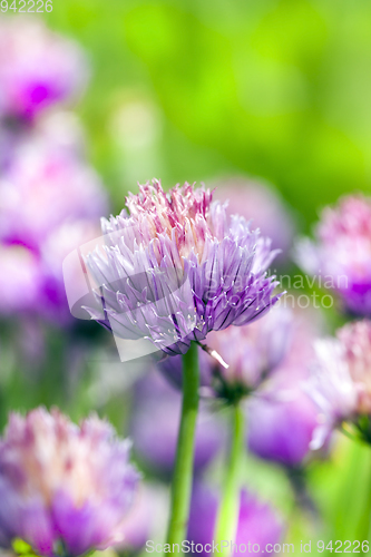 Image of garlic flowers