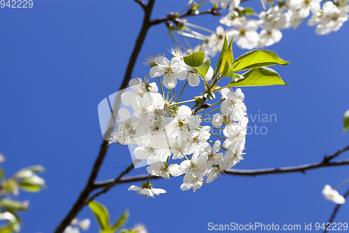 Image of Cherry blossoms