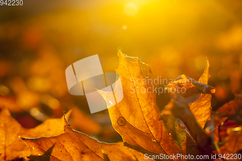 Image of Yellow fallen leaves