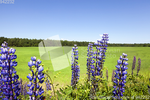 Image of Flowering blue lupines