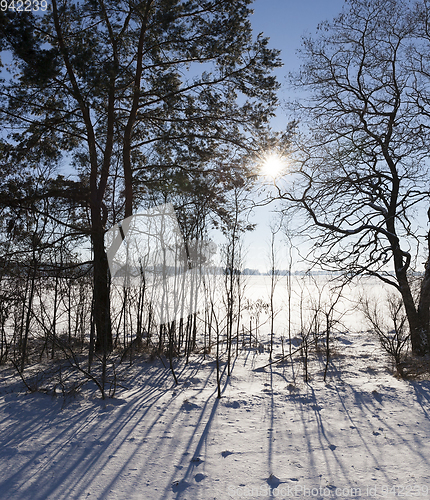 Image of Winter trees, close-up