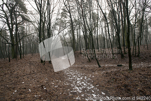 Image of Autumn forest without trees