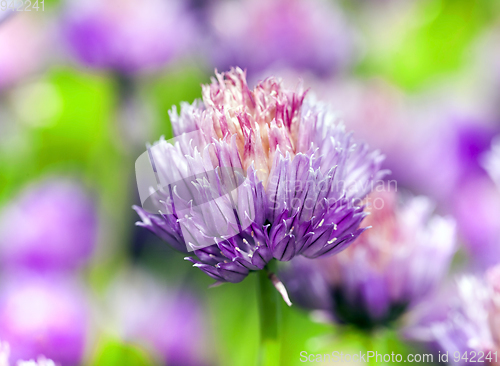 Image of garlic close up