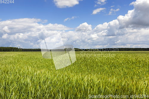 Image of green wheat field