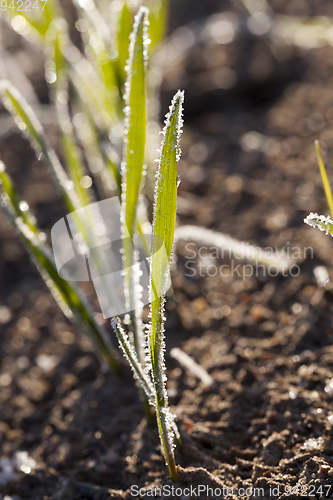 Image of Green grass close-up