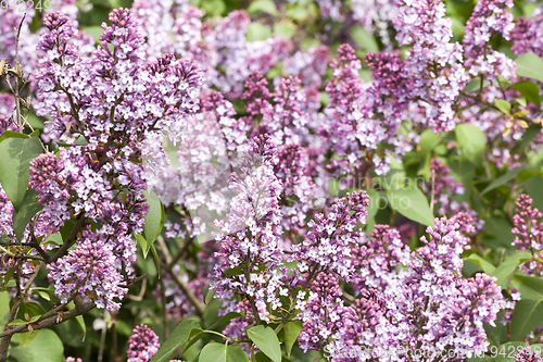 Image of beautiful lilac flower