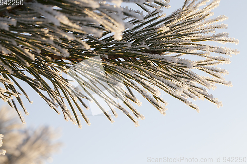 Image of Coniferous covered with hoarfrost