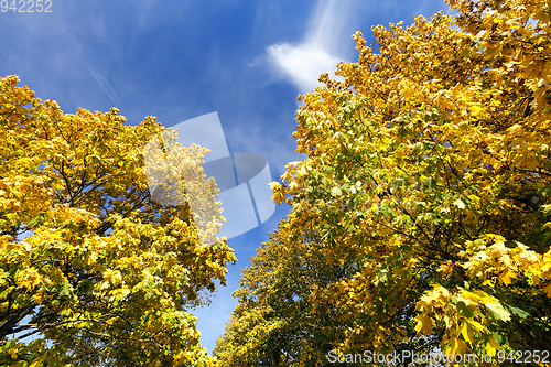 Image of yellowed maple trees in autumn