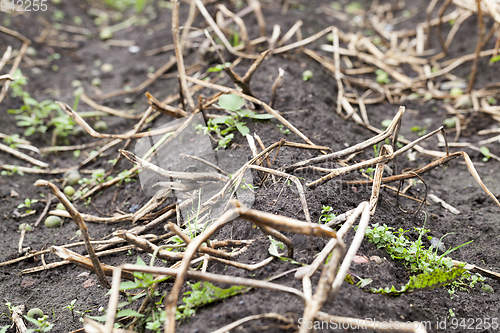 Image of An agricultural field with a crop