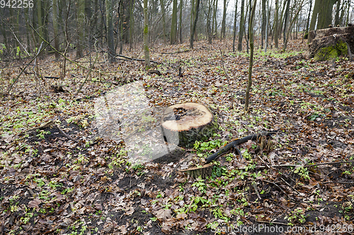 Image of a tree stump in the autumn forest