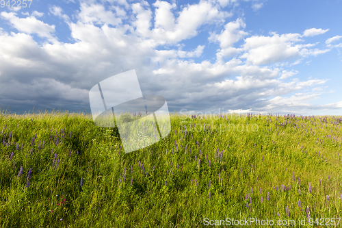 Image of hill with lupine
