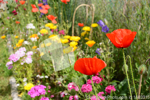 Image of Two red field poppies against a thriving flower bed 