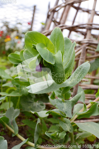 Image of Cerinthe or honeywort, starting to bloom 