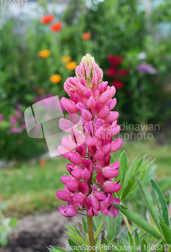 Image of Pink lupin flowers, Lupinus Gallery Pink