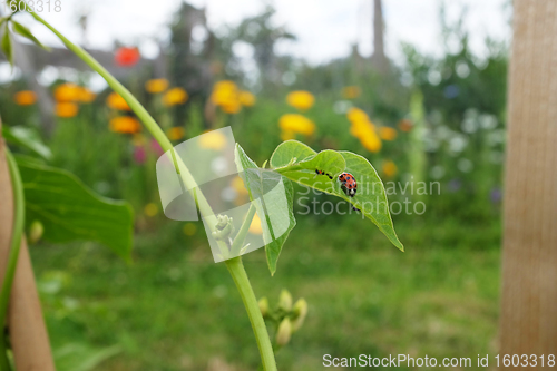 Image of Harlequin ladybird on a runner bean leaf infested with blackfly 