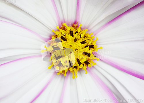 Image of Pretty cosmos flower with white petals and pink stripes