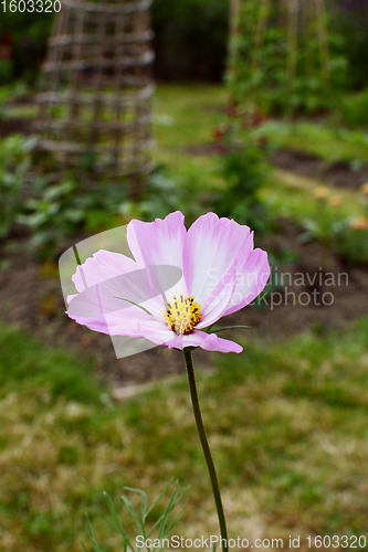 Image of Cosmos Peppermint Rock flower with pink and white petals