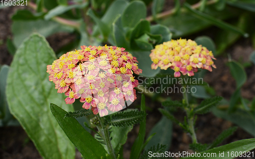 Image of Achillea Apricot Delight flowers with ferny foliage 