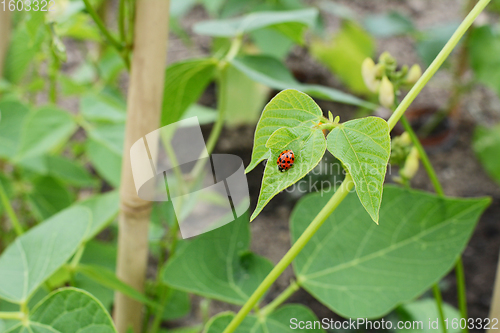 Image of Harlequin ladybird on the leaf of a runner bean vine 