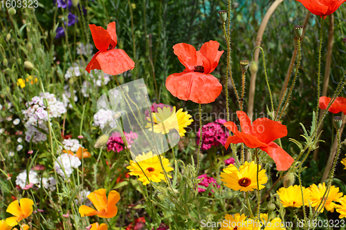 Image of Red poppies, yellow calendula, and Sweet William flowers 